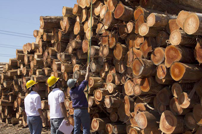Advierten que la producción de madera cayó un 13,6% intermensual en mayo