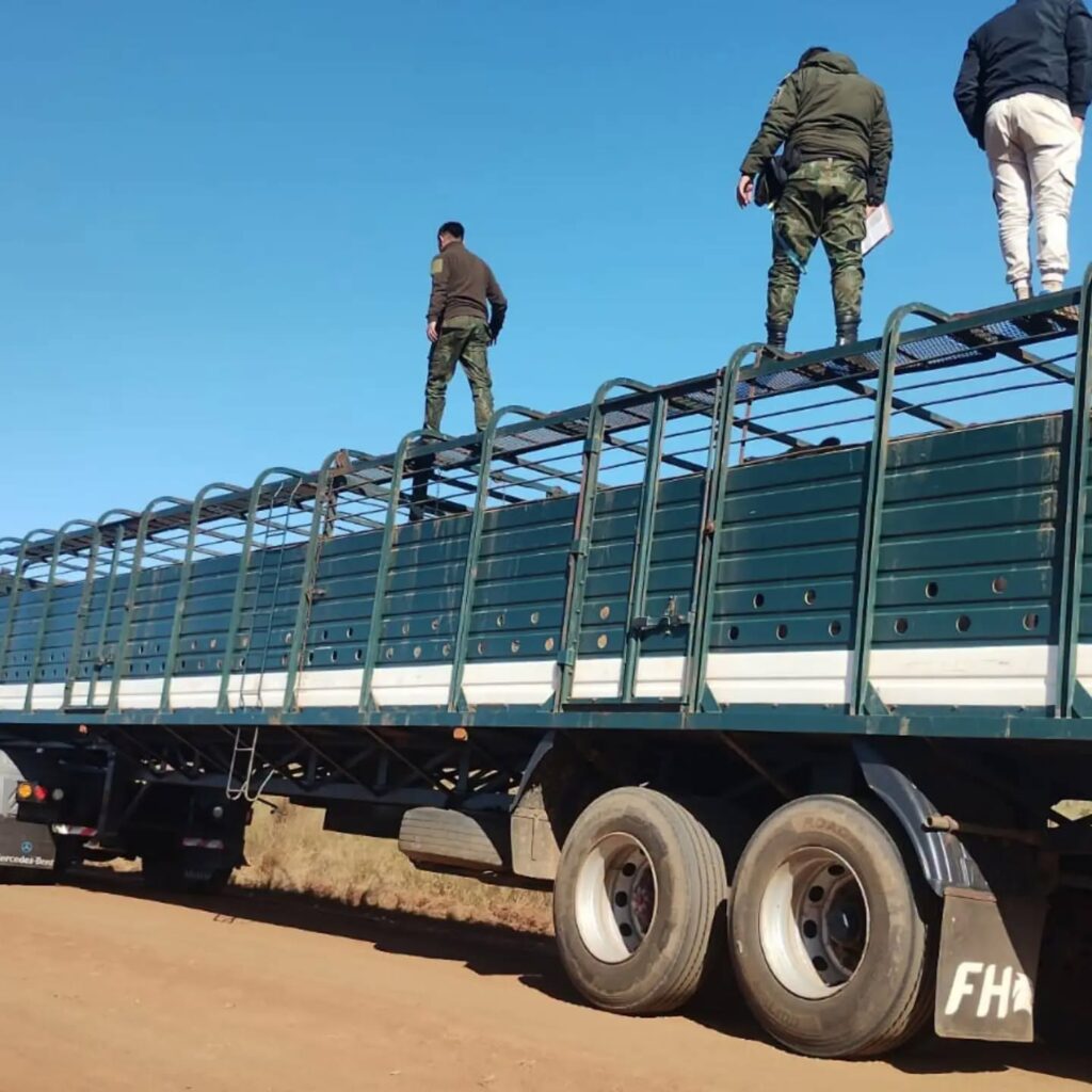 La Cruz: Cayó un hombre por falsificar una guía de traslado de ganado para transportar vacas de dudosa procedencia