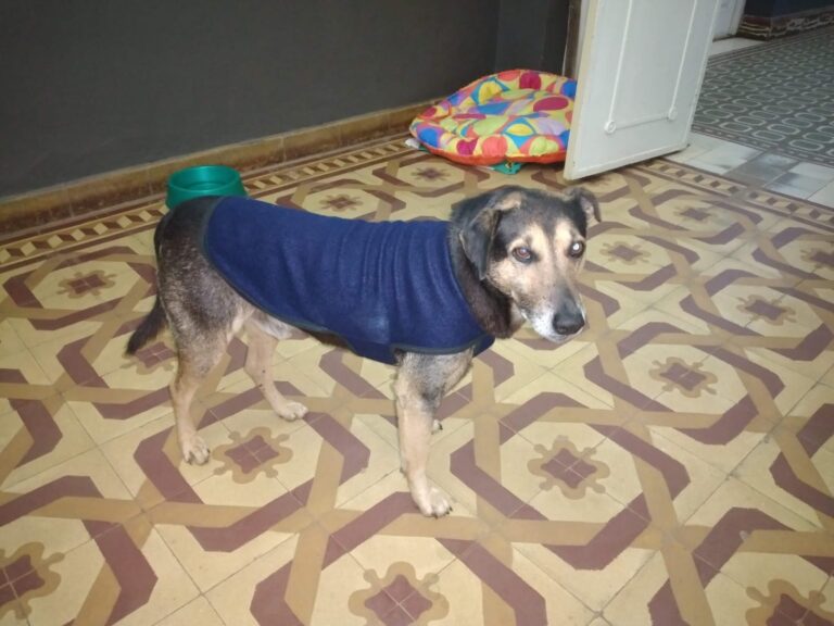 Alvear entristece con la muerte  de «Pichino», el perro del pueblo
