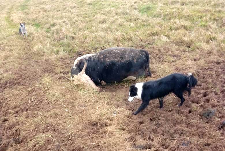 Alarmante: hallaron otros tres animales vacunos carneados en el Establecimiento “Rincón de Santa Ana”