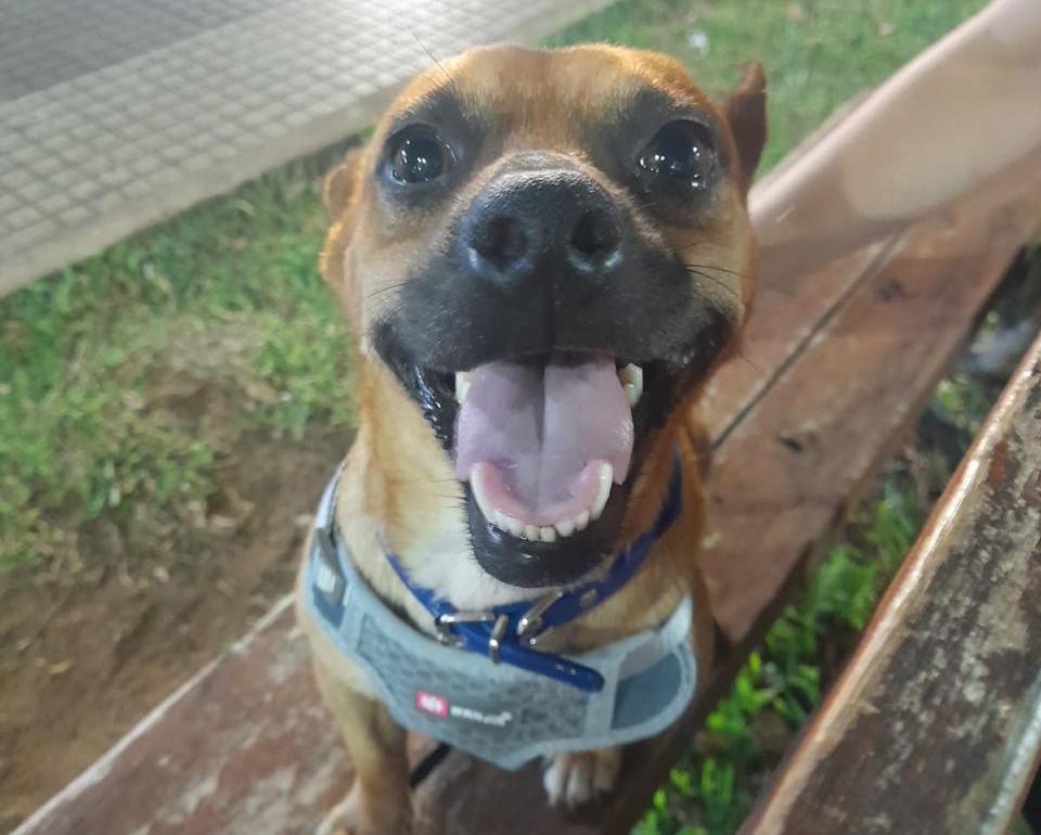 Condenaron a un conocido médico por matar a balazos al perro de su vecino