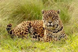 El Senado dio media sanción al Plan Provincial de Conservación de Grandes Felinos