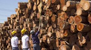 Exponen posible agravamiento de crisis de empresas forestales en Misiones y Corrientes