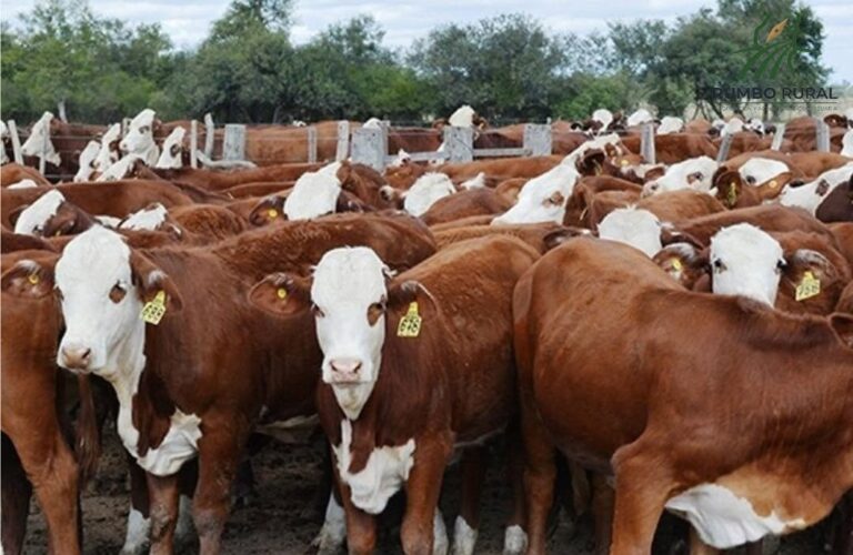 Denuncian el faltante de más de 170 cabezas de un campo de Curuzú Cuatiá