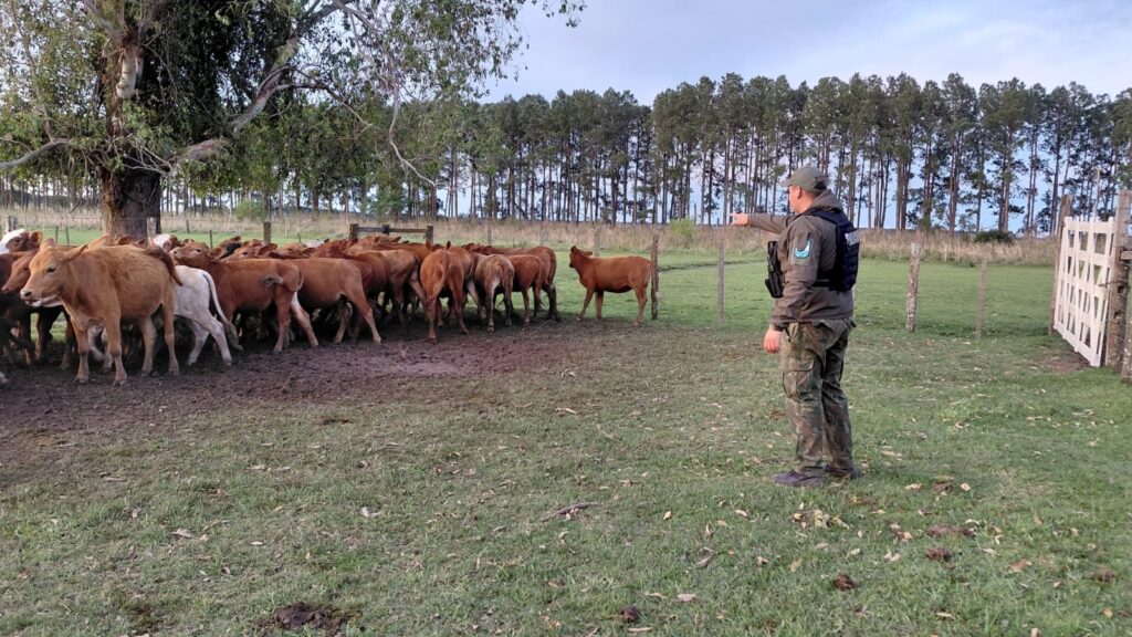 La Policía Rural de La Cruz localizó 41 vaquillas que se habían dispersado a 20 kilómetros de su campo