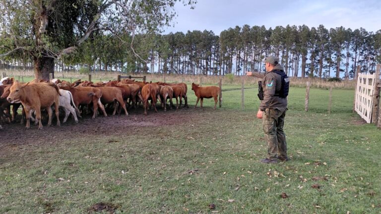La Policía Rural de La Cruz localizó 41 vaquillas que se habían dispersado a 20 kilómetros de su campo