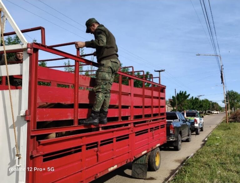 Controles en Monte Caseros: multaron con $4 millones a un productor por transportar ganado sin la documentación reglamentaria