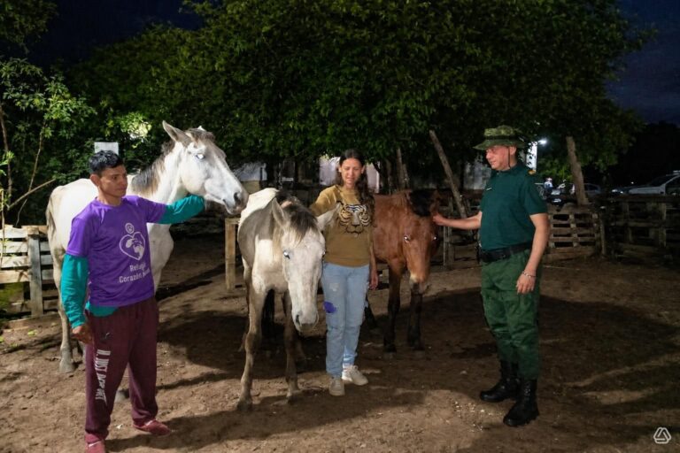 Maltrato animal en Paso de los Libres: rescataron a tres caballos que eran golpeados y obligados a tirar de un carro