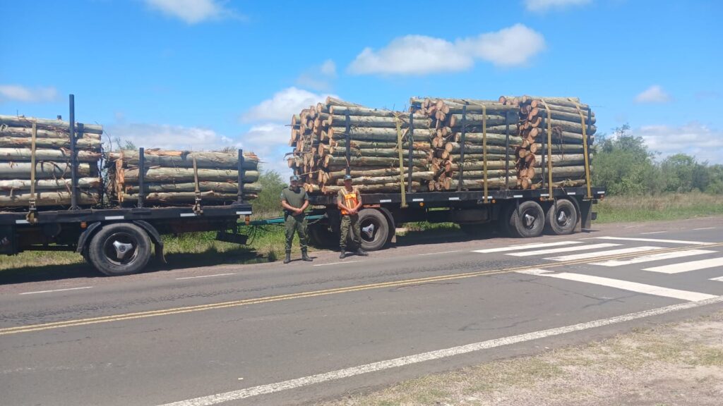 Saladas: transportaba 30 toneladas de madera sin papeles en la Ruta 118 y le aplicaron una multa contravencional