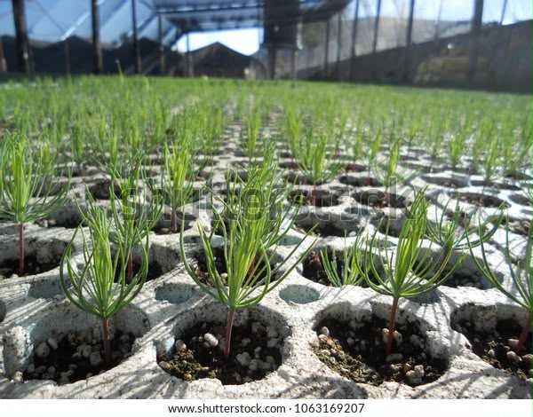    PROGRAMA PROVINCIAL:  Entregarán más de 7 mil plantines a pequeños productores locales