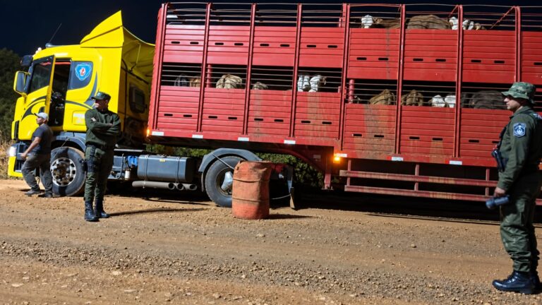    OPERATIVO EN "EL EMPALME":  Transportaba sesenta vacunos sin documentación y le aplicaron una millonaria multa