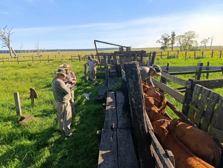 ALVEAR: Denunció el robo de 23 vacas, pero la Policía Rural detectó movimientos irregulares de más de 240 animales