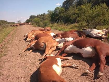 Alerta en Corrientes: ¿El cambio climático detrás de las muertes súbitas de Ganado en Corrientes?